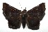  ( - 16-SRNP-105640)  @14 [ ] CreativeCommons  Attribution Non-Commercial Share-Alike (2017) Daniel H. Janzen Guanacaste Dry Forest Conservation Fund