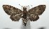  ( - 16-SRNP-105753)  @14 [ ] CreativeCommons  Attribution Non-Commercial Share-Alike (2017) Daniel H. Janzen Guanacaste Dry Forest Conservation Fund