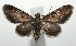  ( - 16-SRNP-105754)  @14 [ ] CreativeCommons  Attribution Non-Commercial Share-Alike (2017) Daniel H. Janzen Guanacaste Dry Forest Conservation Fund