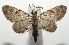  (Eupithecia BioLep589 - 16-SRNP-105758)  @14 [ ] CreativeCommons  Attribution Non-Commercial Share-Alike (2017) Daniel H. Janzen Guanacaste Dry Forest Conservation Fund
