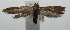  ( - 16-SRNP-105771)  @13 [ ] CreativeCommons  Attribution Non-Commercial Share-Alike (2017) Daniel H. Janzen Guanacaste Dry Forest Conservation Fund