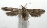  (Blastobasis balucis - 16-SRNP-105778)  @13 [ ] CreativeCommons  Attribution Non-Commercial Share-Alike (2017) Daniel H. Janzen Guanacaste Dry Forest Conservation Fund