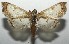  ( - 16-SRNP-105797)  @14 [ ] CreativeCommons  Attribution Non-Commercial Share-Alike (2017) Daniel H. Janzen Guanacaste Dry Forest Conservation Fund