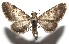  ( - 16-SRNP-105825)  @14 [ ] CreativeCommons  Attribution Non-Commercial Share-Alike (2017) Daniel H. Janzen Guanacaste Dry Forest Conservation Fund