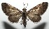  ( - 16-SRNP-105826)  @14 [ ] CreativeCommons  Attribution Non-Commercial Share-Alike (2017) Daniel H. Janzen Guanacaste Dry Forest Conservation Fund