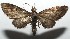  ( - 16-SRNP-105828)  @14 [ ] CreativeCommons  Attribution Non-Commercial Share-Alike (2017) Daniel H. Janzen Guanacaste Dry Forest Conservation Fund