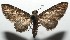  ( - 16-SRNP-105829)  @14 [ ] CreativeCommons  Attribution Non-Commercial Share-Alike (2017) Daniel H. Janzen Guanacaste Dry Forest Conservation Fund