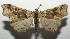  ( - 16-SRNP-105835)  @14 [ ] CreativeCommons  Attribution Non-Commercial Share-Alike (2017) Daniel H. Janzen Guanacaste Dry Forest Conservation Fund