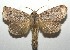  ( - 16-SRNP-105860)  @14 [ ] CreativeCommons  Attribution Non-Commercial Share-Alike (2017) Daniel H. Janzen Guanacaste Dry Forest Conservation Fund