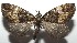  ( - 16-SRNP-105875)  @14 [ ] CreativeCommons  Attribution Non-Commercial Share-Alike (2017) Daniel H. Janzen Guanacaste Dry Forest Conservation Fund