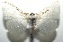  ( - 16-SRNP-105893)  @14 [ ] CreativeCommons  Attribution Non-Commercial Share-Alike (2017) Daniel H. Janzen Guanacaste Dry Forest Conservation Fund