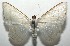  ( - 16-SRNP-105898)  @13 [ ] CreativeCommons  Attribution Non-Commercial Share-Alike (2017) Daniel H. Janzen Guanacaste Dry Forest Conservation Fund