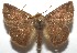  ( - 16-SRNP-105909)  @14 [ ] CreativeCommons  Attribution Non-Commercial Share-Alike (2017) Daniel H. Janzen Guanacaste Dry Forest Conservation Fund