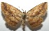  (Isochromodes carbina - 16-SRNP-105911)  @14 [ ] CreativeCommons  Attribution Non-Commercial Share-Alike (2017) Daniel H. Janzen Guanacaste Dry Forest Conservation Fund
