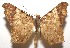  ( - 16-SRNP-105914)  @14 [ ] CreativeCommons  Attribution Non-Commercial Share-Alike (2017) Daniel H. Janzen Guanacaste Dry Forest Conservation Fund