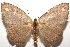  ( - 16-SRNP-105917)  @13 [ ] CreativeCommons  Attribution Non-Commercial Share-Alike (2017) Daniel H. Janzen Guanacaste Dry Forest Conservation Fund