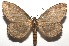  ( - 16-SRNP-105921)  @14 [ ] CreativeCommons  Attribution Non-Commercial Share-Alike (2017) Daniel H. Janzen Guanacaste Dry Forest Conservation Fund