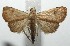  ( - 16-SRNP-105944)  @14 [ ] CreativeCommons  Attribution Non-Commercial Share-Alike (2017) Daniel H. Janzen Guanacaste Dry Forest Conservation Fund