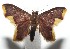  ( - 16-SRNP-105971)  @14 [ ] CreativeCommons  Attribution Non-Commercial Share-Alike (2017) Daniel H. Janzen Guanacaste Dry Forest Conservation Fund