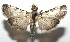  ( - 16-SRNP-105994)  @14 [ ] CreativeCommons  Attribution Non-Commercial Share-Alike (2017) Daniel H. Janzen Guanacaste Dry Forest Conservation Fund