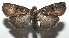  ( - 16-SRNP-106123)  @14 [ ] CreativeCommons  Attribution Non-Commercial Share-Alike (2017) Daniel H. Janzen Guanacaste Dry Forest Conservation Fund