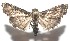  ( - 16-SRNP-106125)  @13 [ ] CreativeCommons  Attribution Non-Commercial Share-Alike (2017) Daniel H. Janzen Guanacaste Dry Forest Conservation Fund