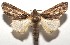  (Ianassa moribundaDHJ01 - 16-SRNP-106161)  @15 [ ] CreativeCommons  Attribution Non-Commercial Share-Alike (2017) Daniel H. Janzen Guanacaste Dry Forest Conservation Fund