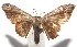  (uraBioL3210 BioLep186 - 16-SRNP-106222)  @14 [ ] CreativeCommons  Attribution Non-Commercial Share-Alike (2017) Daniel H. Janzen Guanacaste Dry Forest Conservation Fund