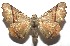  ( - 16-SRNP-106234)  @14 [ ] CreativeCommons  Attribution Non-Commercial Share-Alike (2017) Daniel H. Janzen Guanacaste Dry Forest Conservation Fund