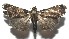  ( - 16-SRNP-106303)  @14 [ ] CreativeCommons  Attribution Non-Commercial Share-Alike (2017) Daniel H. Janzen Guanacaste Dry Forest Conservation Fund