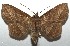  ( - 16-SRNP-106318)  @14 [ ] CreativeCommons  Attribution Non-Commercial Share-Alike (2017) Daniel H. Janzen Guanacaste Dry Forest Conservation Fund