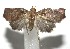  ( - 16-SRNP-106389)  @14 [ ] CreativeCommons  Attribution Non-Commercial Share-Alike (2017) Daniel H. Janzen Guanacaste Dry Forest Conservation Fund