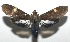  ( - 16-SRNP-106428)  @14 [ ] CreativeCommons  Attribution Non-Commercial Share-Alike (2017) Daniel H. Janzen Guanacaste Dry Forest Conservation Fund