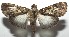  ( - 16-SRNP-106452)  @14 [ ] CreativeCommons  Attribution Non-Commercial Share-Alike (2017) Daniel H. Janzen Guanacaste Dry Forest Conservation Fund