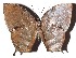  ( - 16-SRNP-1368)  @14 [ ] CreativeCommons - Attribution Non-Commercial Share-Alike (2018) Daniel H. Janzen Guanacaste Dry Forest Conservation Fund