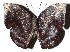  ( - 16-SRNP-20677)  @14 [ ] CreativeCommons - Attribution Non-Commercial Share-Alike (2018) Daniel H. Janzen Guanacaste Dry Forest Conservation Fund