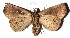  ( - 16-SRNP-20787)  @14 [ ] CreativeCommons - Attribution Non-Commercial Share-Alike (2018) Daniel H. Janzen Guanacaste Dry Forest Conservation Fund
