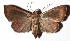  ( - 16-SRNP-20834)  @12 [ ] CreativeCommons - Attribution Non-Commercial Share-Alike (2018) Daniel H. Janzen Guanacaste Dry Forest Conservation Fund