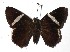  ( - 16-SRNP-21404)  @13 [ ] CreativeCommons  Attribution Non-Commercial Share-Alike (2019) Daniel H. Janzen Guanacaste Dry Forest Conservation Fund