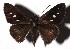  ( - 16-SRNP-27358)  @14 [ ] CreativeCommons - Attribution Non-Commercial Share-Alike (2018) Daniel H. Janzen Guanacaste Dry Forest Conservation Fund