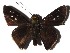  ( - 16-SRNP-30433)  @14 [ ] CreativeCommons - Attribution Non-Commercial Share-Alike (2018) Daniel H. Janzen Guanacaste Dry Forest Conservation Fund