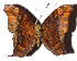  ( - 16-SRNP-35090)  @13 [ ] CreativeCommons - Attribution Non-Commercial Share-Alike (2018) Daniel H. Janzen Guanacaste Dry Forest Conservation Fund