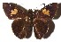  ( - 16-SRNP-35224)  @14 [ ] CreativeCommons - Attribution Non-Commercial Share-Alike (2018) Daniel H. Janzen Guanacaste Dry Forest Conservation Fund
