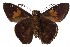  ( - 16-SRNP-35224)  @14 [ ] CreativeCommons - Attribution Non-Commercial Share-Alike (2018) Daniel H. Janzen Guanacaste Dry Forest Conservation Fund