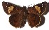 ( - 16-SRNP-35247)  @14 [ ] CreativeCommons - Attribution Non-Commercial Share-Alike (2018) Daniel H. Janzen Guanacaste Dry Forest Conservation Fund