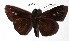 ( - 16-SRNP-35327)  @12 [ ] CreativeCommons  Attribution Non-Commercial Share-Alike (2019) Daniel H. Janzen Guanacaste Dry Forest Conservation Fund