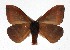  ( - 16-SRNP-35557)  @14 [ ] CreativeCommons  Attribution Non-Commercial Share-Alike (2019) Daniel H. Janzen Guanacaste Dry Forest Conservation Fund