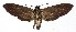  ( - 16-SRNP-35609)  @14 [ ] CreativeCommons - Attribution Non-Commercial Share-Alike (2018) Daniel H. Janzen Guanacaste Dry Forest Conservation Fund