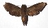  ( - 16-SRNP-36262)  @14 [ ] CreativeCommons  Attribution Non-Commercial Share-Alike (2019) Daniel H. Janzen Guanacaste Dry Forest Conservation Fund