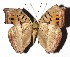  ( - 16-SRNP-36554)  @13 [ ] CreativeCommons - Attribution Non-Commercial Share-Alike (2018) Daniel H. Janzen Guanacaste Dry Forest Conservation Fund